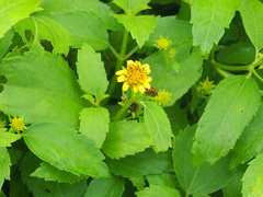 Wollastonia biflora