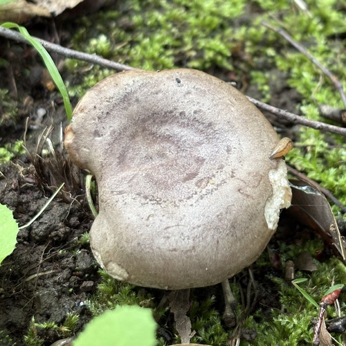 Lactarius circellatus distantifolius
