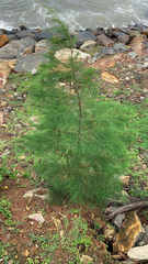 Casuarinaceae