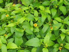 Wollastonia biflora