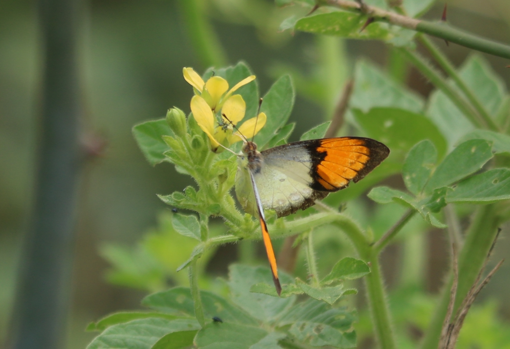 White Orange-Tip
