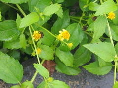 Wollastonia biflora