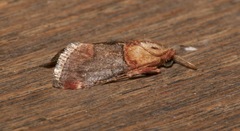 Cacozelia basiochrealis