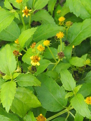 Wollastonia biflora