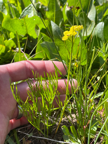 Knoke's Biscuitroot (Lomatium knokei)