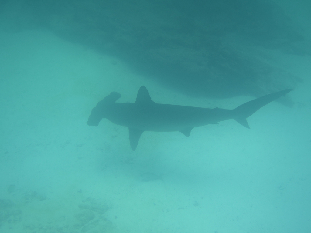 Scalloped hammerhead swimming above sand in greenish water