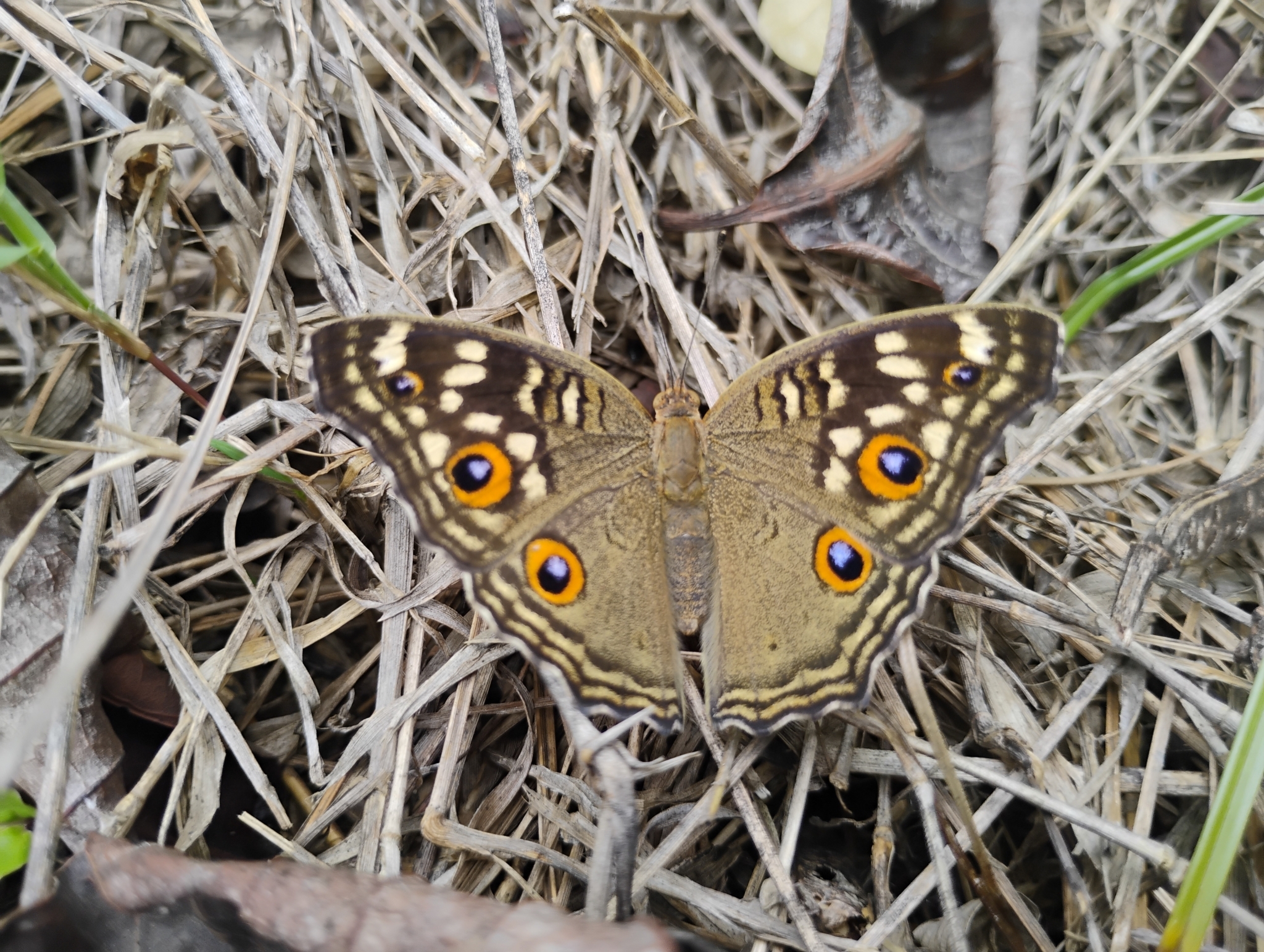 Lemon Pansy