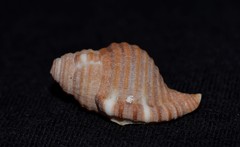 Septa occidentalis
