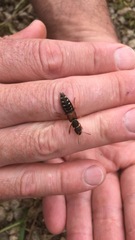 Staphylinus dimidiaticornis