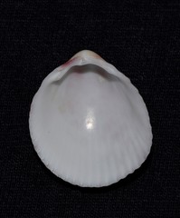 Acrosterigma cygnorum