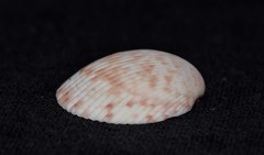 Acrosterigma cygnorum