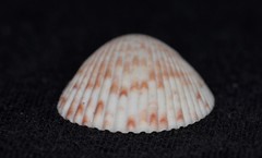 Acrosterigma cygnorum