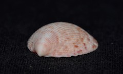 Acrosterigma cygnorum