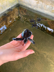 Cheloniidae