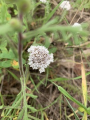 Metalasia pulchella