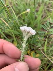 Metalasia pulchella