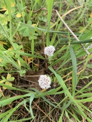 Metalasia pulchella
