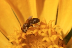 Halictus subauratus