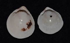 Acrosterigma cygnorum