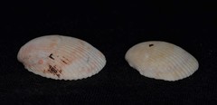 Acrosterigma cygnorum