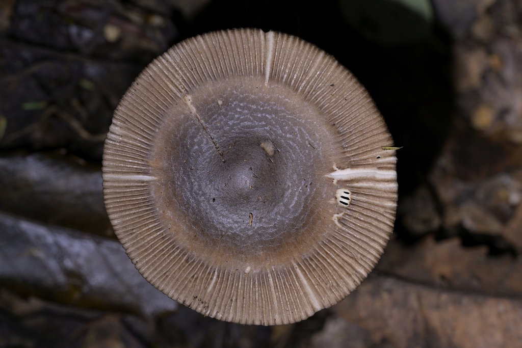 Amanita pekeoides · May 2025 · photo: © christopherstephens (iNaturalist, cc-by)