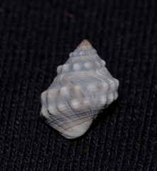 Nodilittorina pyramidalis