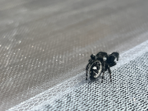 Bold Jumping Spider photographed in Nevada