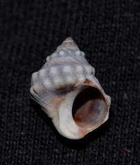 Nodilittorina pyramidalis