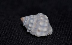 Nodilittorina pyramidalis