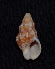 Cominella eburnea