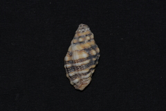 Cronia aurantiaca