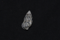 Clypeomorus petrosa