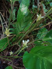 Goeppertia lietzei