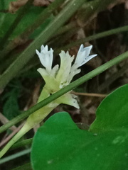 Goeppertia lietzei