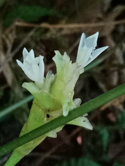 Goeppertia lietzei