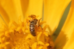 Halictus subauratus