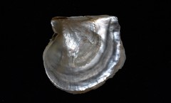 Pinctada