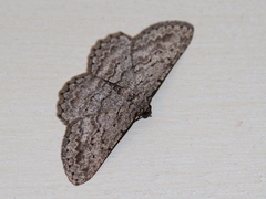 Psilosticha absorpta