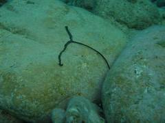 Bonellia viridis