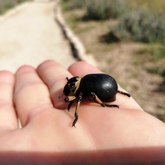 Brachycerus globosus