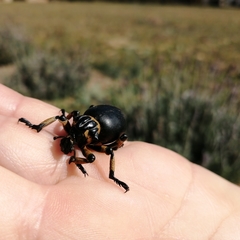 Brachycerus globosus