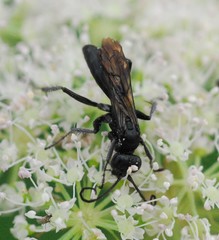 Anoplius concinnus