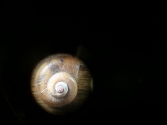 Euconulidae