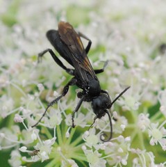 Anoplius concinnus