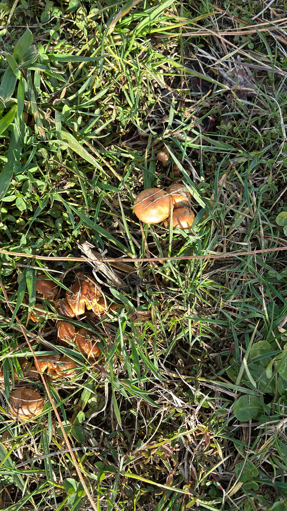 Pholiota subflammans · May 2025 · photo: © jennysaito (iNaturalist, cc-by)