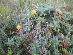 Liparia splendens comantha