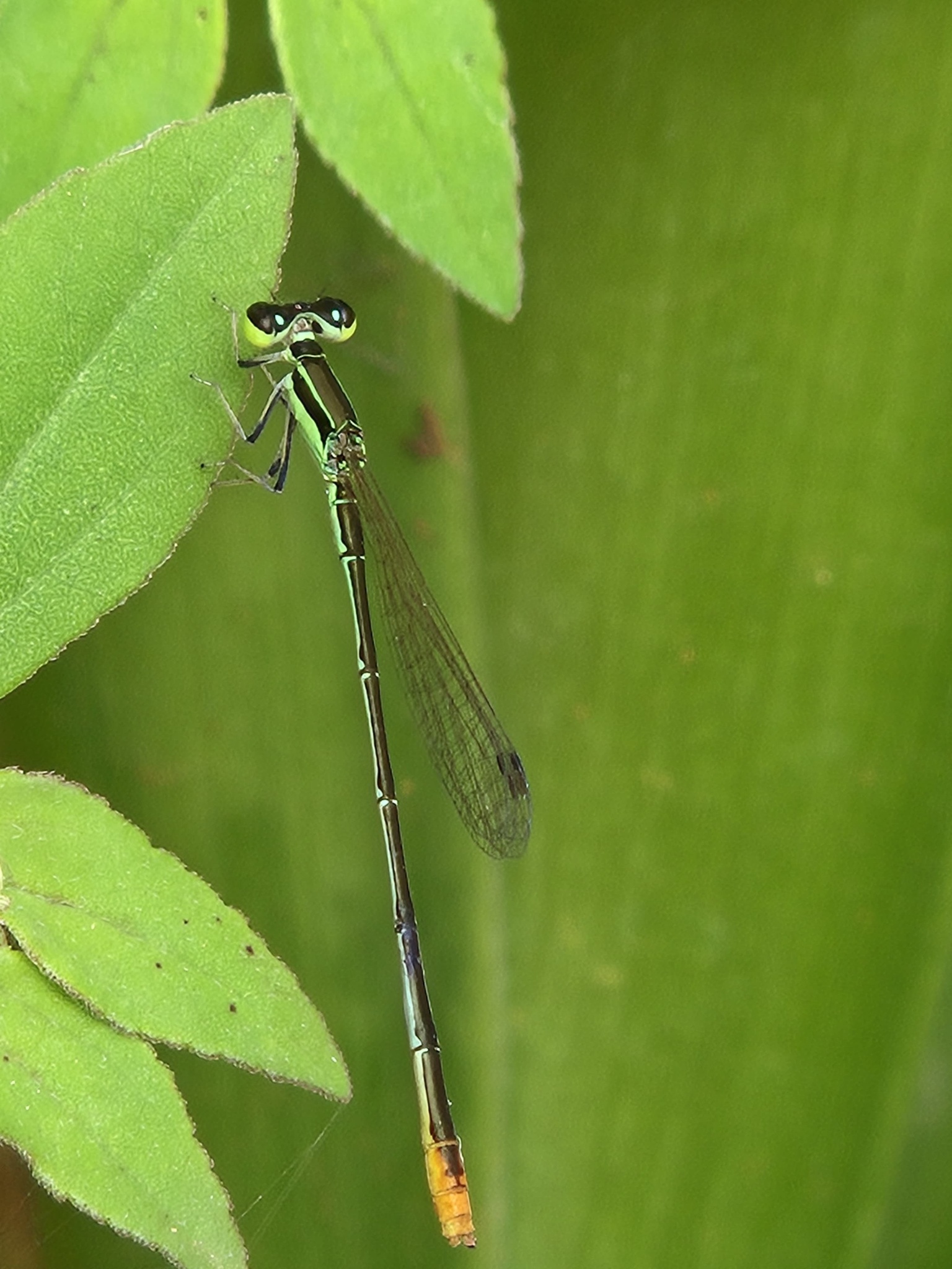 Pygmy Dartlet
