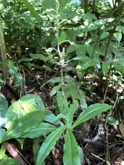 Habenaria polytricha