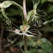 Habenaria polytricha - Photo (c) JODY HSIEH, some rights reserved (CC BY-NC), uploaded by JODY HSIEH