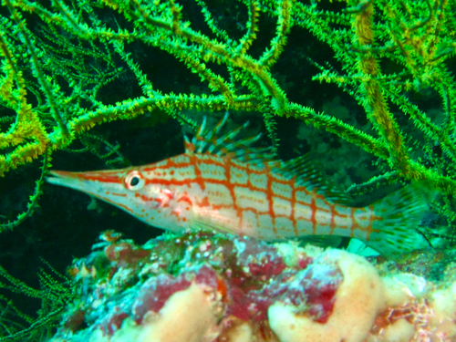 Longnose hawkfish